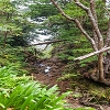 Plants: image 55 Of 208 Thumb